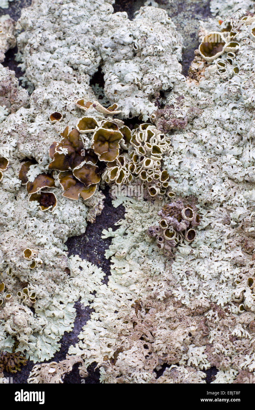 Arctic Brodoa Lichen, Brodoa Lichen (Brodoa intestiniformis, Hypogymnia intestiniformis), Sweden, Lapland, Abisko National Park Stock Photo