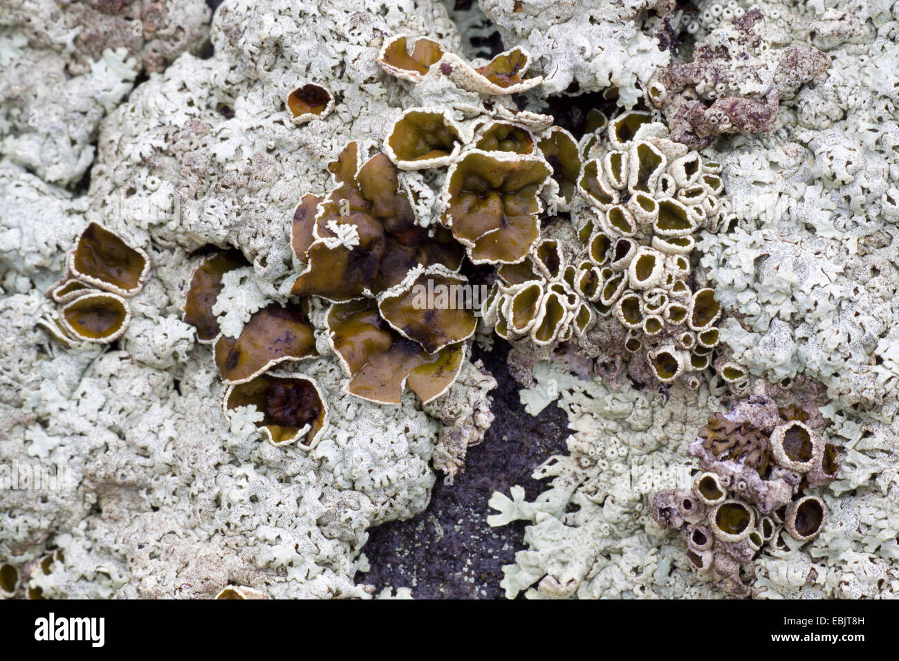 Arctic Brodoa Lichen, Brodoa Lichen (Brodoa intestiniformis, Hypogymnia intestiniformis), Sweden, Lapland, Abisko National Park Stock Photo