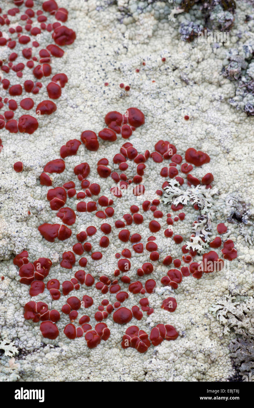 Ophioparma Lichen, Bloodstain Lichen (Haematomma ventosum), on a rocks, Sweden, Lapland, Abisko National Park Stock Photo