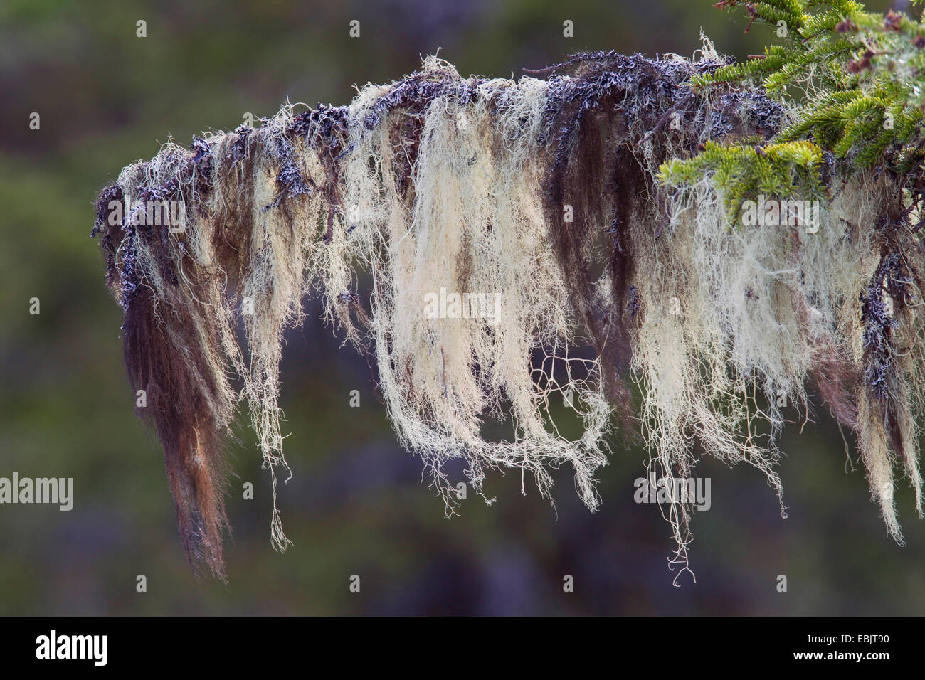 Old Man's Beard or Methuselah's Beard Lichen (Usnea longissima, Dolichousnea longissima), on a branch, Sweden, Kopparbergs Laen, Fulufjaellet National Park Stock Photo