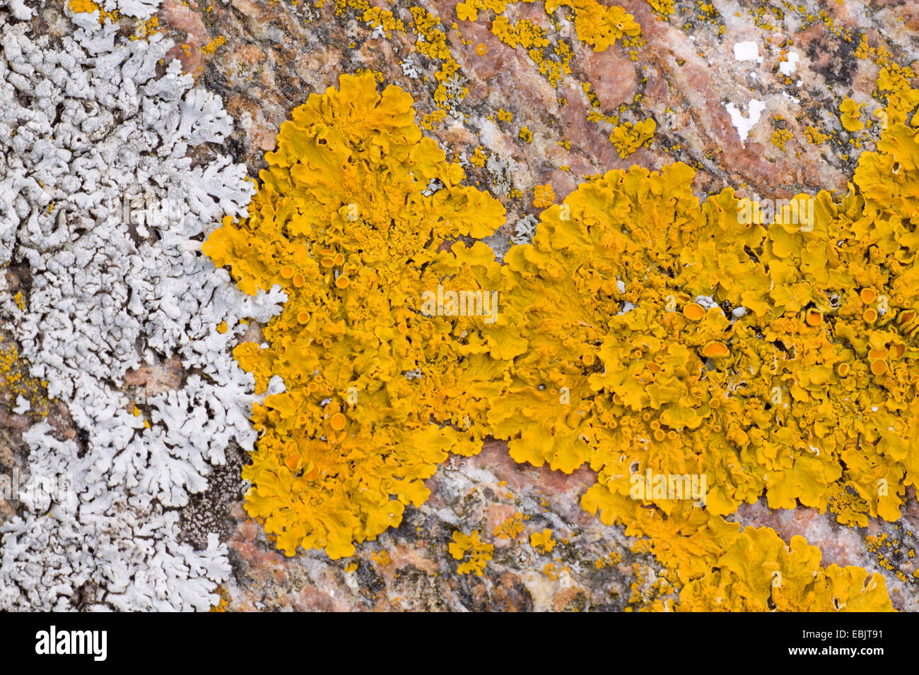 Common orange lichen, Yellow scale, Maritime sunburst lichen, Shore lichen, Golden shield lichen (Xanthoria parietina, Parmelia parietina), on bark, Sweden, Smaeland Stock Photo