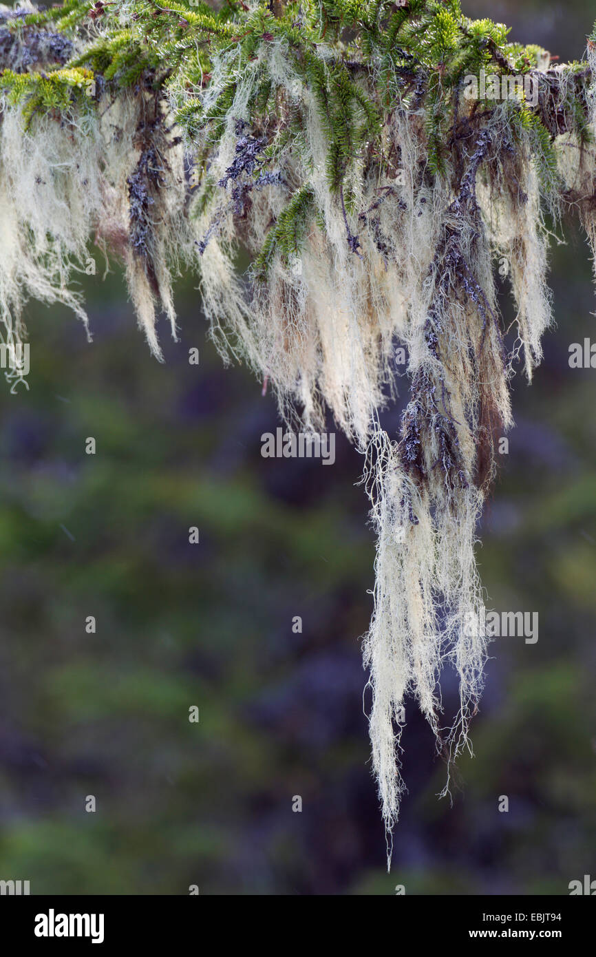 Old Man's Beard or Methuselah's Beard Lichen (Usnea longissima, Dolichousnea longissima), on a branch, Sweden, Kopparbergs Laen, Fulufjaellet National Park Stock Photo