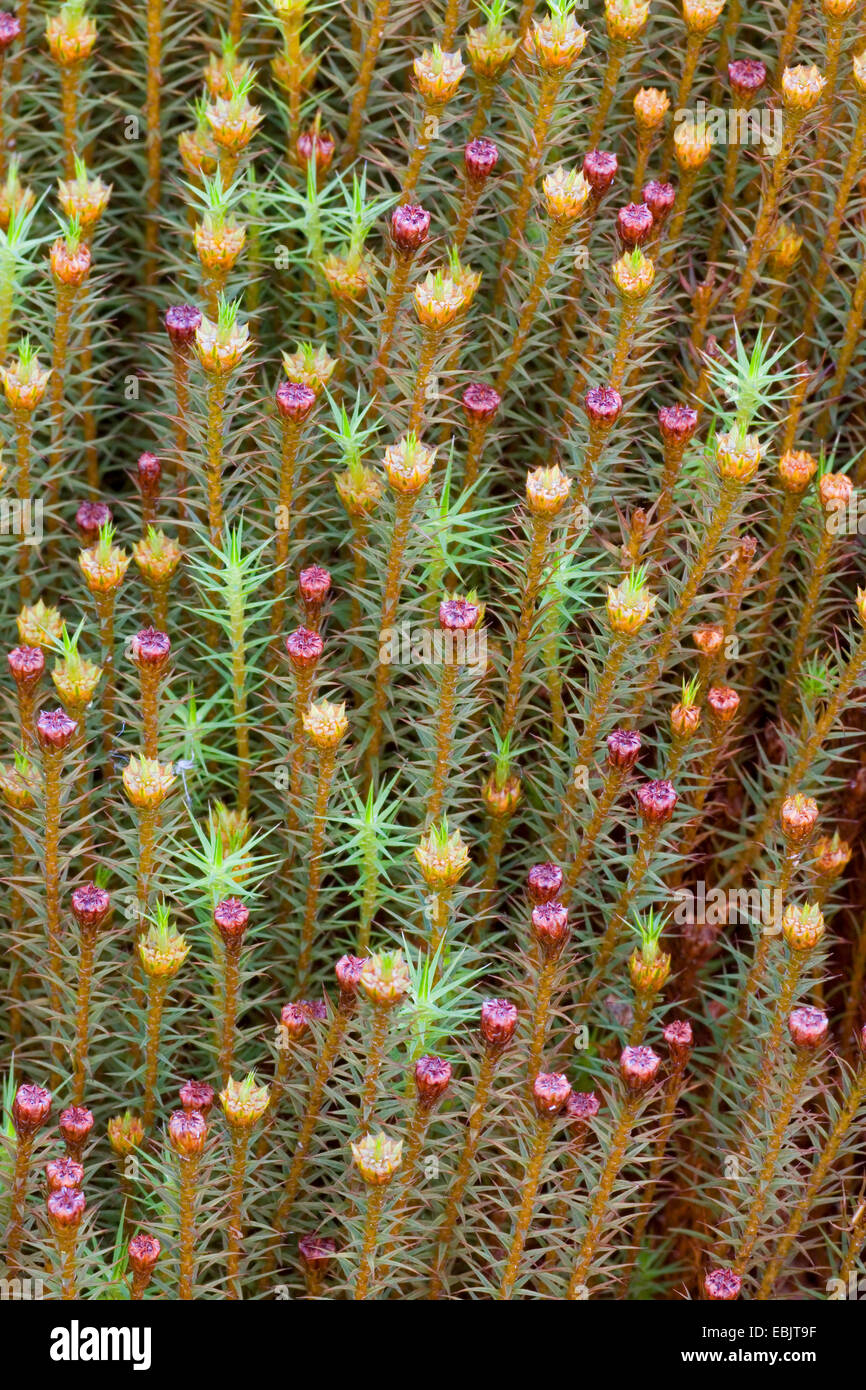 Hair cap moss (Polytrichum commune), Perichaetia, Germany, Schleswig-Holstein Stock Photo