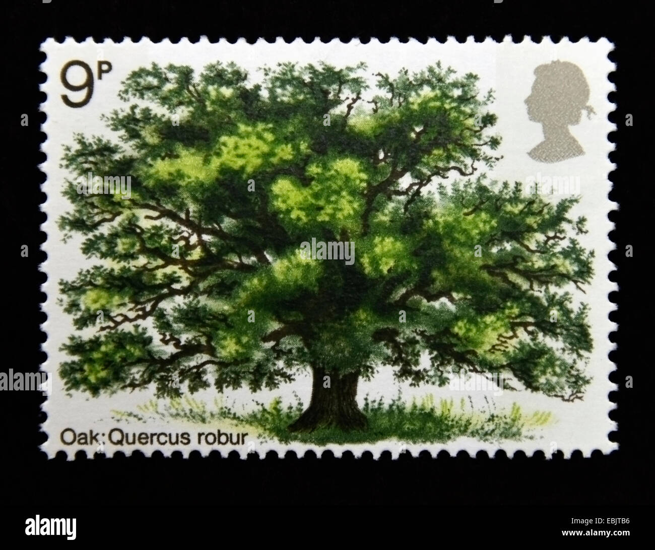 Postage stamp. Great Britain. Queen Elizabeth II. Tree Planting Year. British Trees. 1973. Oak, Quercus robur. 9p. Stock Photo