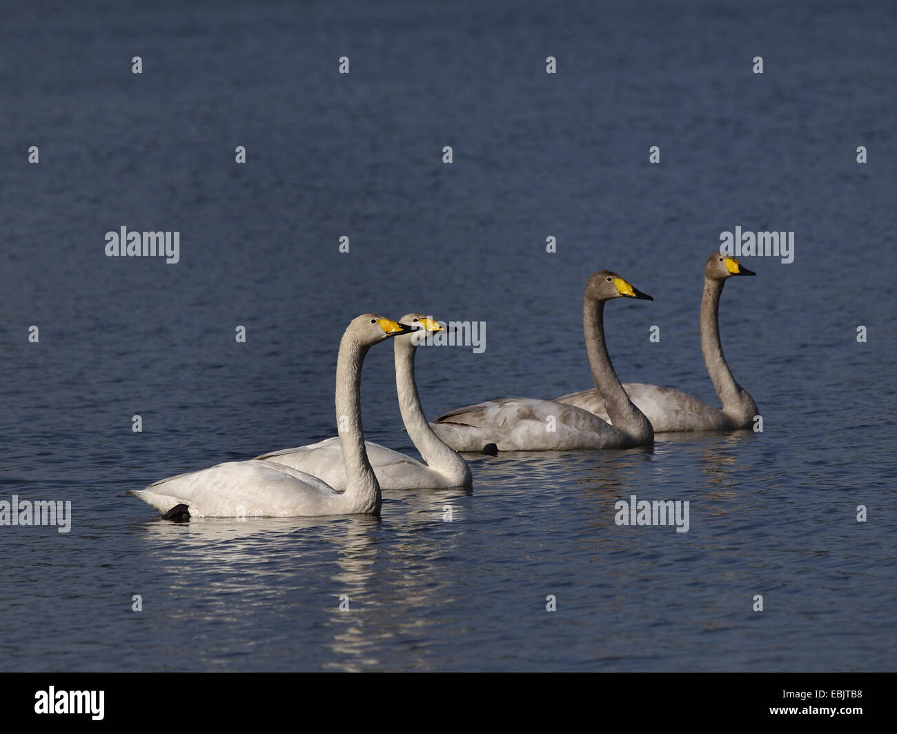 whooper swan (Cygnus cygnus), swimming, Germany Stock Photo