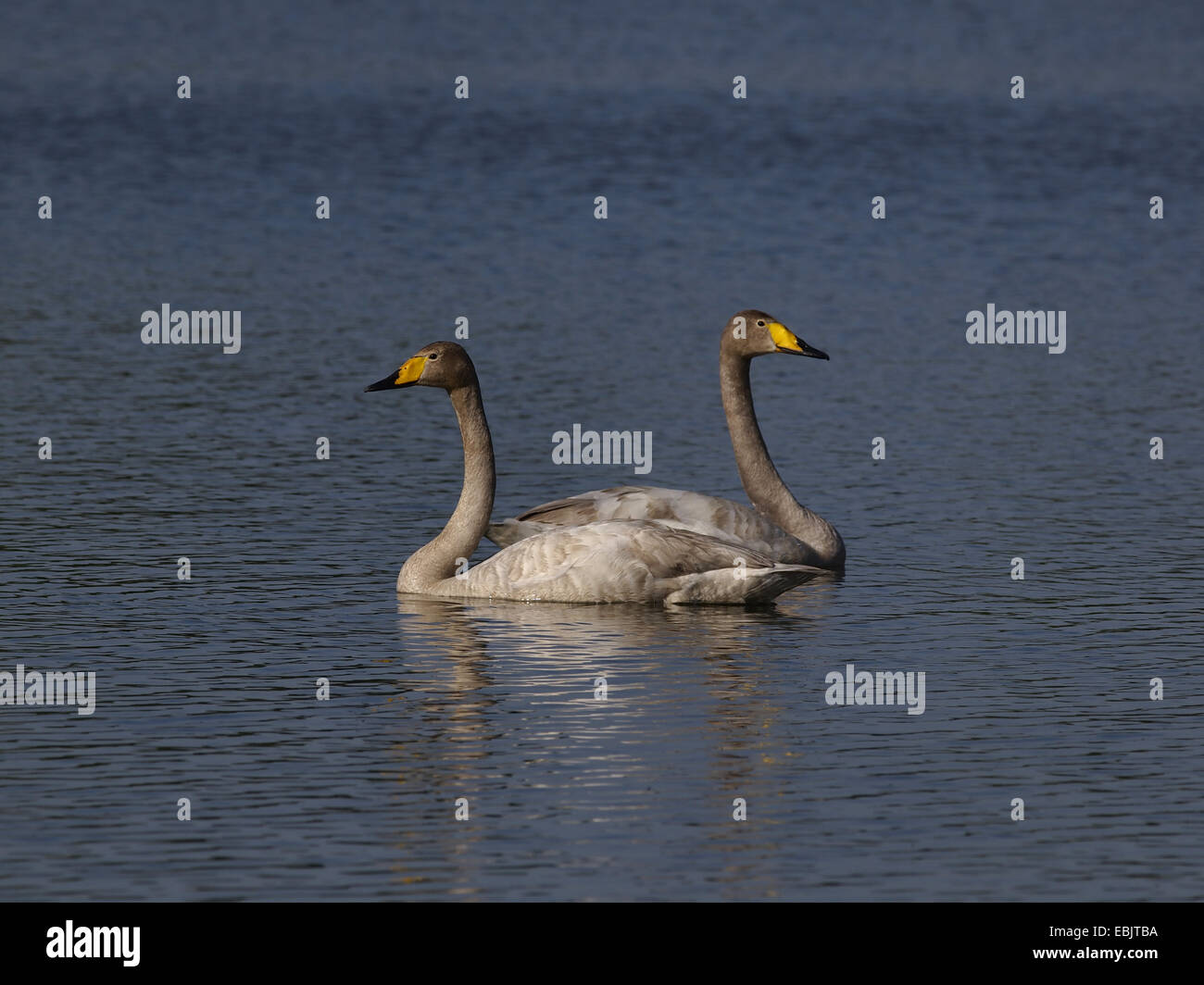 whooper swan (Cygnus cygnus), swimming pair, Germany Stock Photo