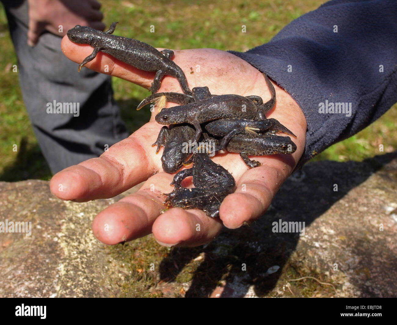 smooth newt (Triturus vulgaris, Lissotriton vulgaris ), newts in a hand, Germany Stock Photo