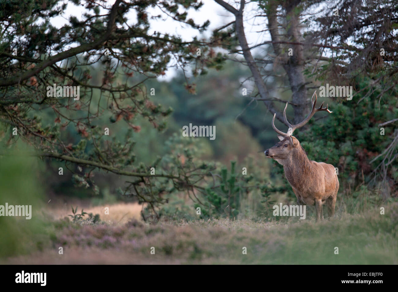 red deer (Cervus elaphus), hart, Denmark, Jylland Stock Photo
