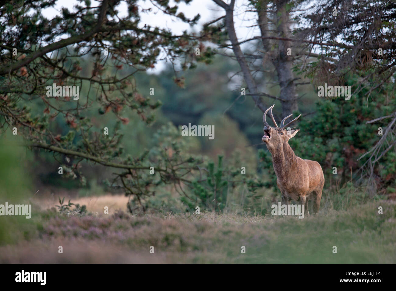 red deer (Cervus elaphus), roaring hart, Denmark, Jylland Stock Photo