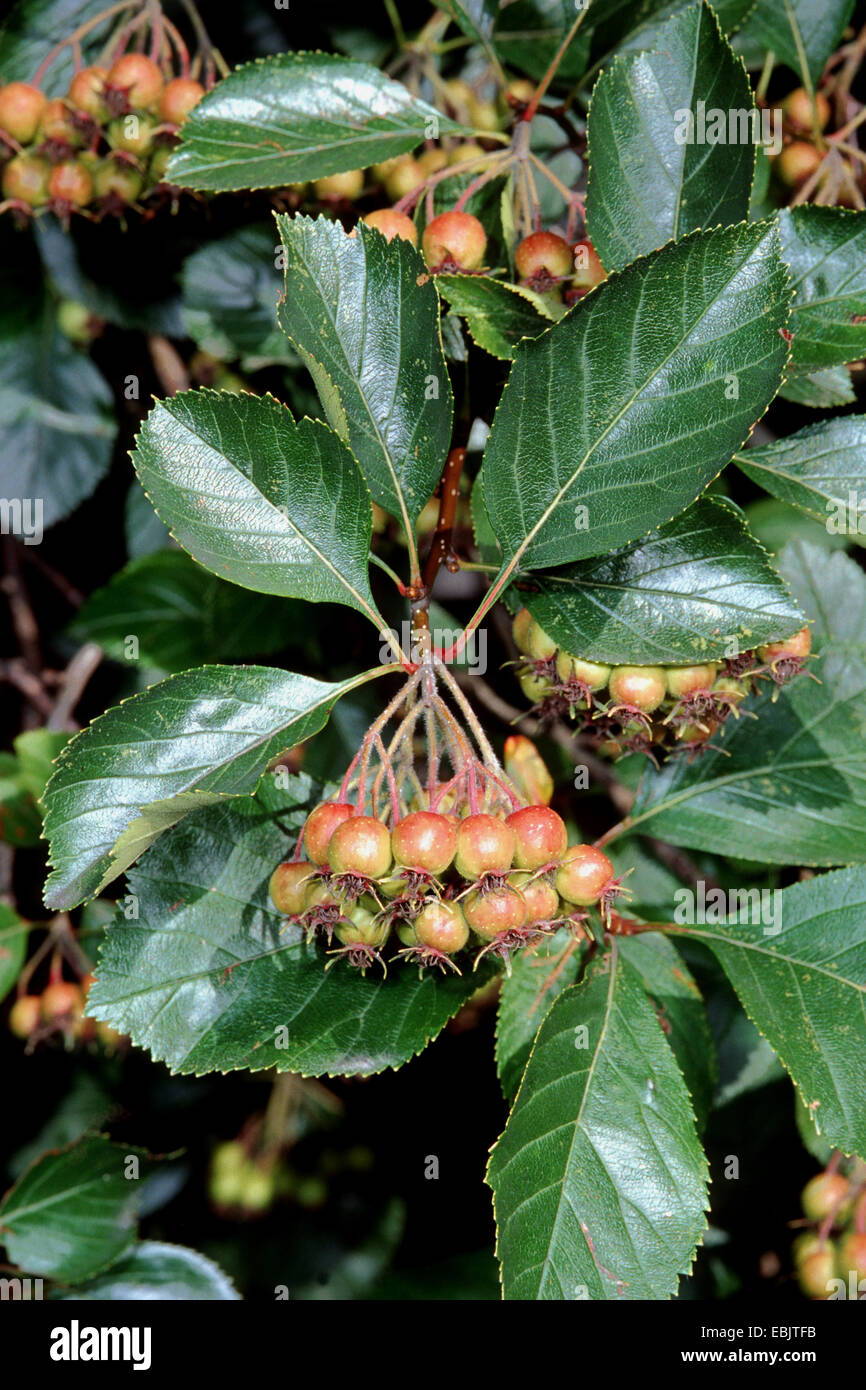 cockspur hawthorn (Crataegus crus-galli), with fruits Stock Photo