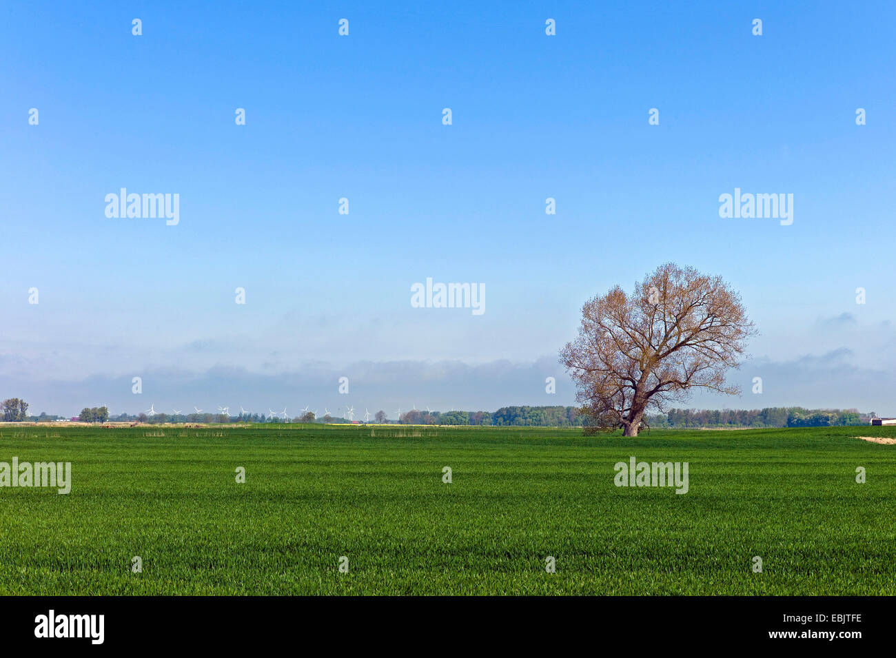 single tree in field landscape on Elbe island Krautsand , Germany, Lower Saxony Stock Photo