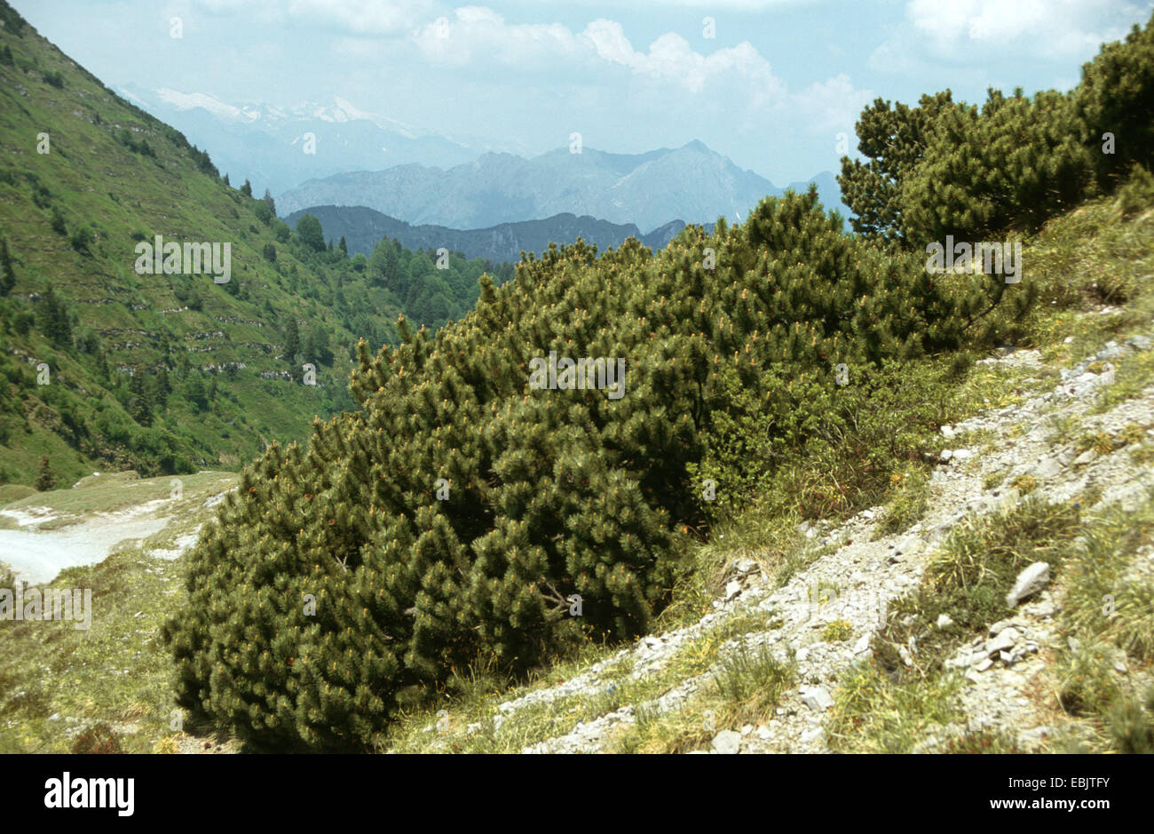 mountain pine, mugo pine (Pinus mugo ssp. pumilio), habit Stock Photo