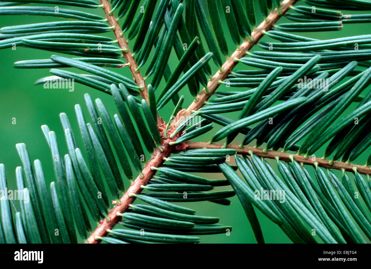 European silver fir (Abies alba), branch, Germany Stock Photo