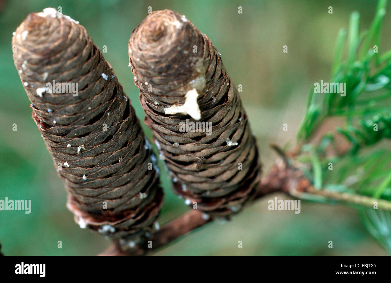 European silver fir (Abies alba), ripe cones at a branch, Germany Stock Photo