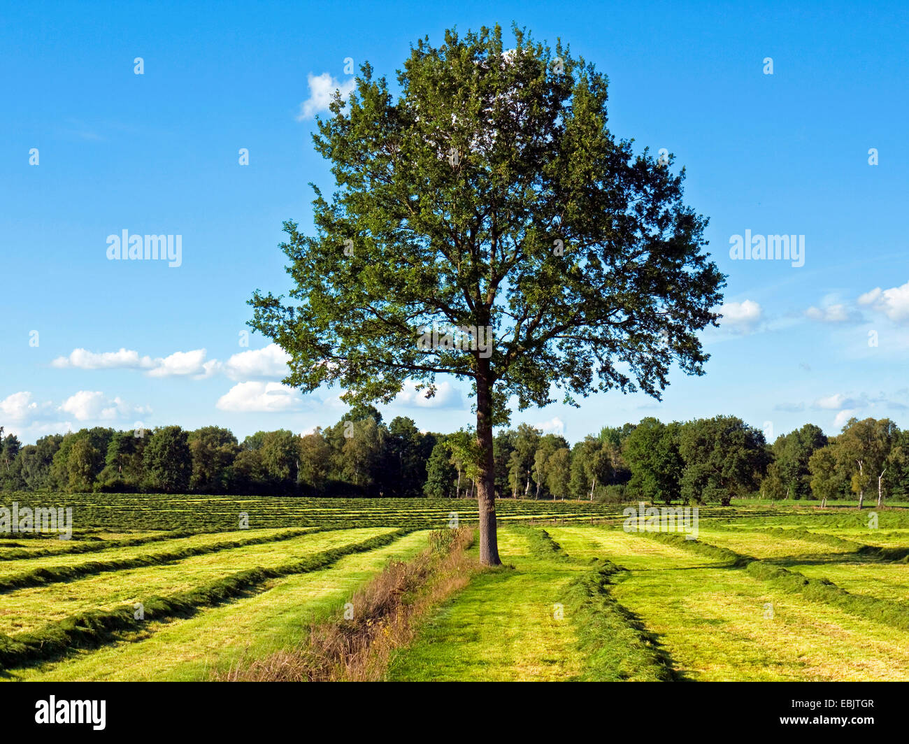 single tree in a frisch cut meadow, Germany Stock Photo