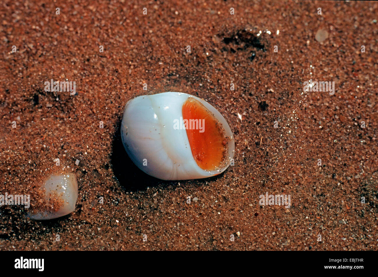 Natica (Natica spec.), on the beach sand, Madagascar Stock Photo