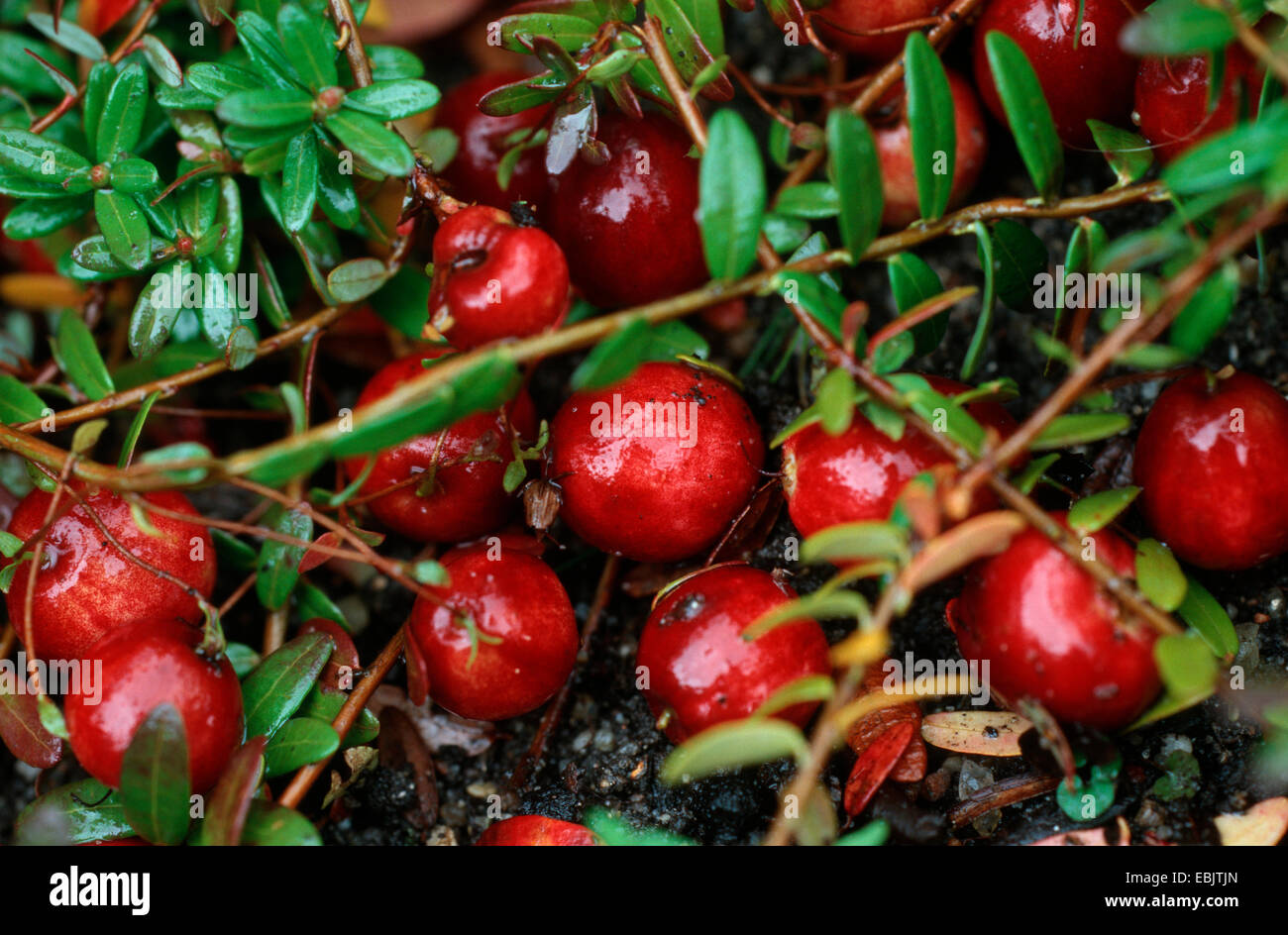 American cranberry, cultivated cranberry, large cranberry (Vaccinium macrocarpon), with fruits Stock Photo