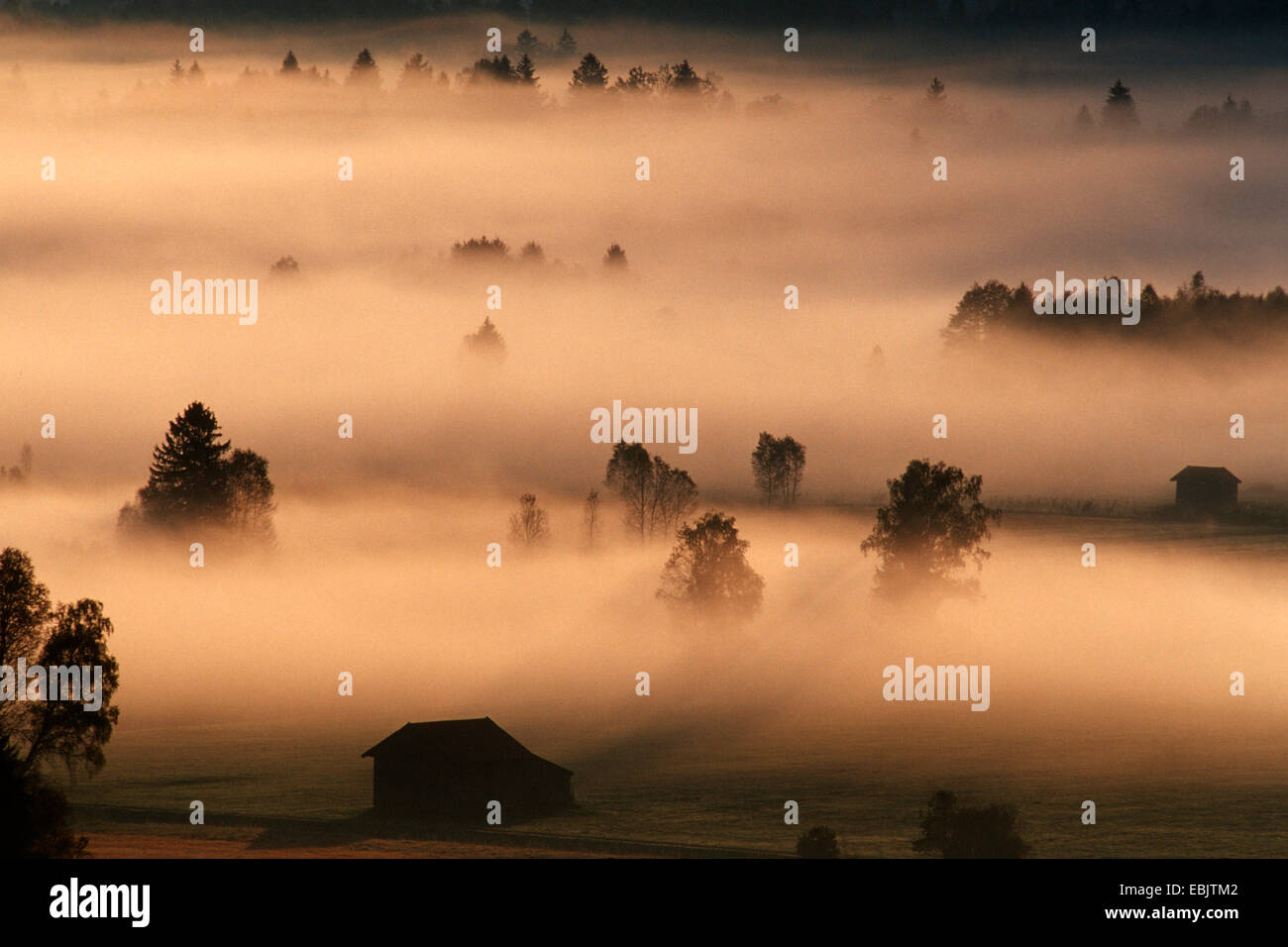 Secrets Of The Swamp High Resolution Stock Photography and Images - Alamy