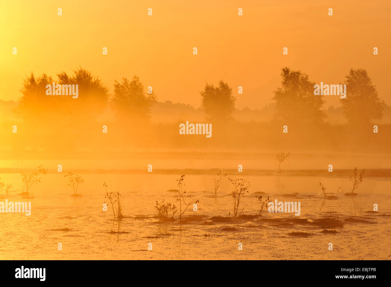 morning mist over mire Goldenstedter Moor, Germany, Lower Saxony Stock Photo