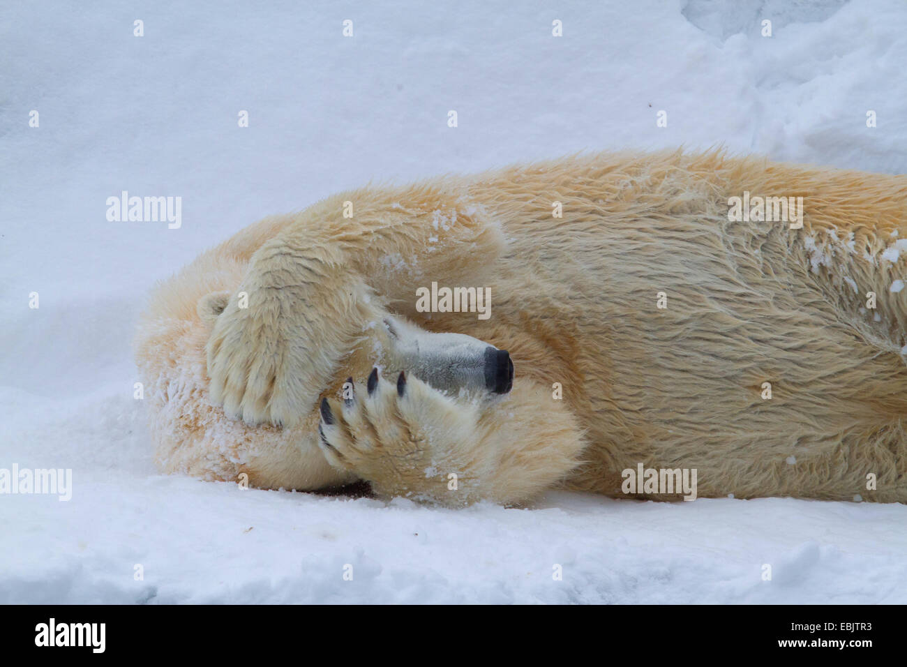 polar bear (Ursus maritimus), lying in the snow relaxed and holding the head Stock Photo