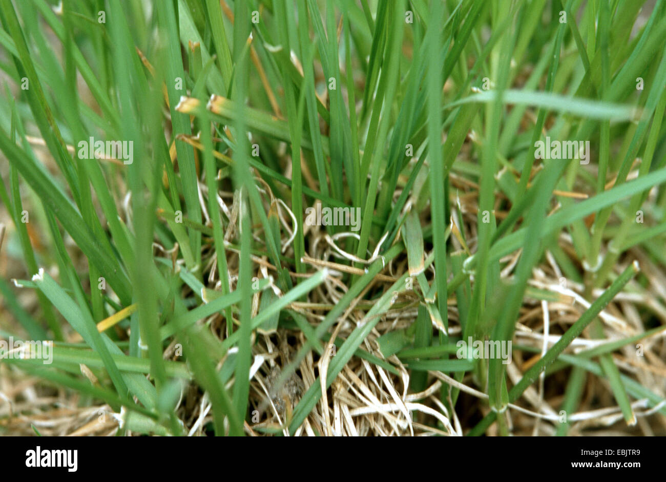 common darnel, common ray, perennial ray, perennial rye