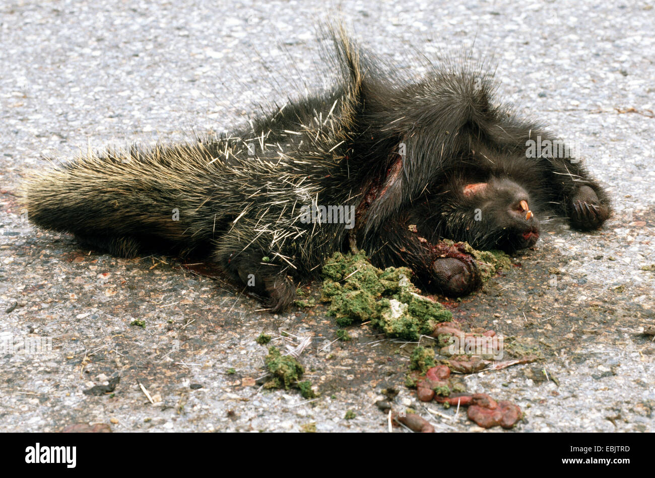 North American porcupine (Erethizon dorsatum), knocked down, lying on a road Stock Photo