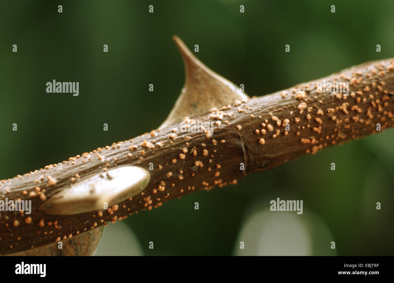 coral spot (Nectria cinnabarina), on a rose twig, Germany Stock Photo