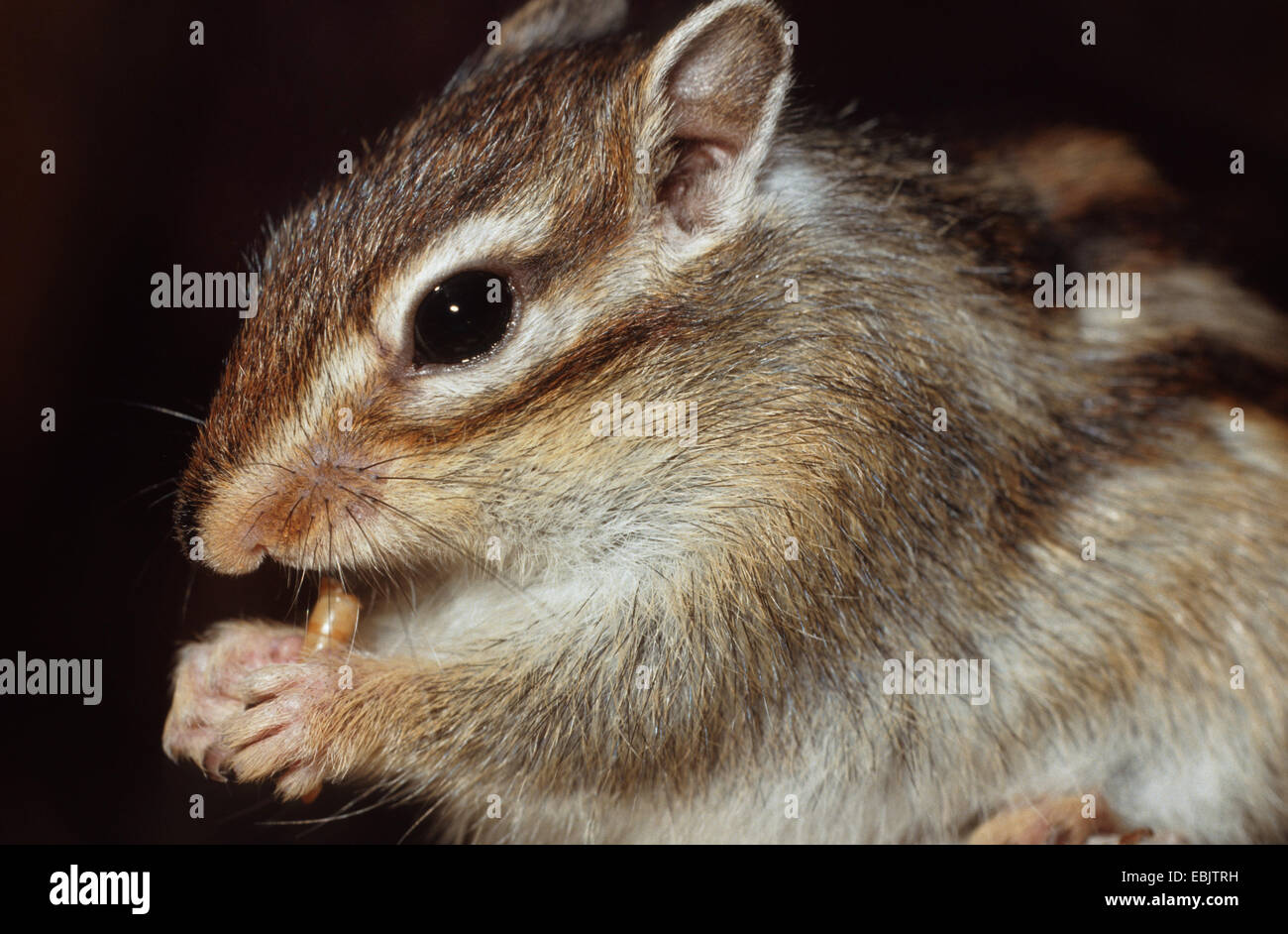 Siberian chipmunk (Eutamias sibiricus, Tamias sibiricus), portrait, feeding Stock Photo