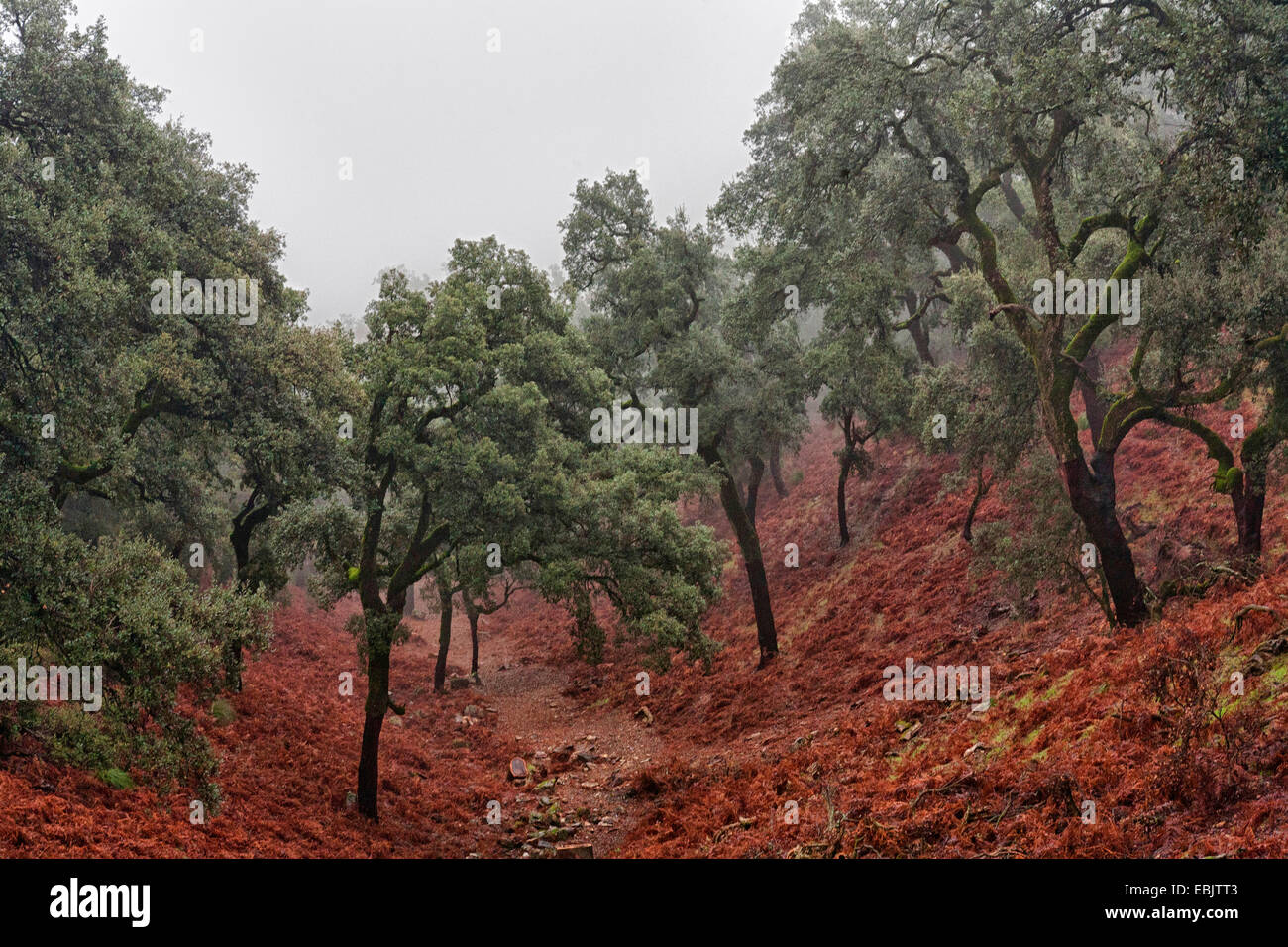 cork oak (Quercus suber), cork oaks in a valley, Morocco, TazaAl