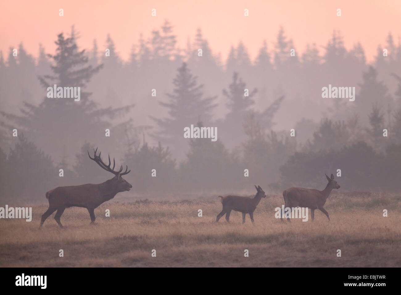 red deer (Cervus elaphus), stag, hind and calf in a meadow at a forest edge in the morning mist , Denmark, Jylland Stock Photo