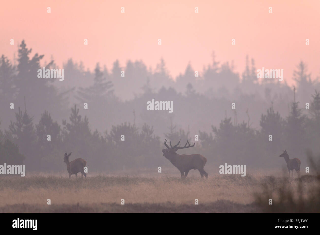 red deer (Cervus elaphus), roaring stag, hind and calf in a meadow at a forest edge in the morning mist , Denmark, Jylland Stock Photo