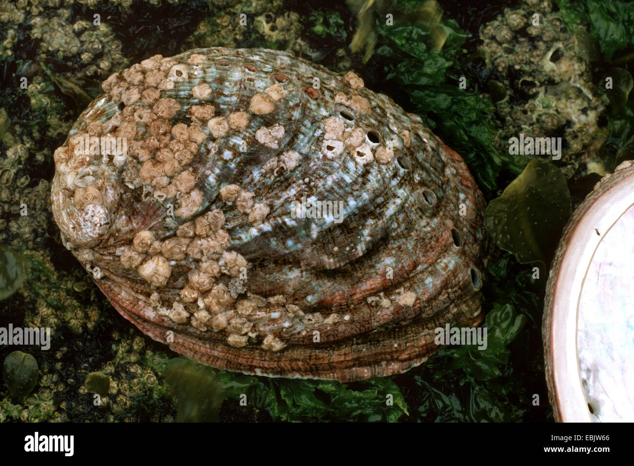 common ormer, European edible abalone (Haliotis tuberculata), outer side Stock Photo