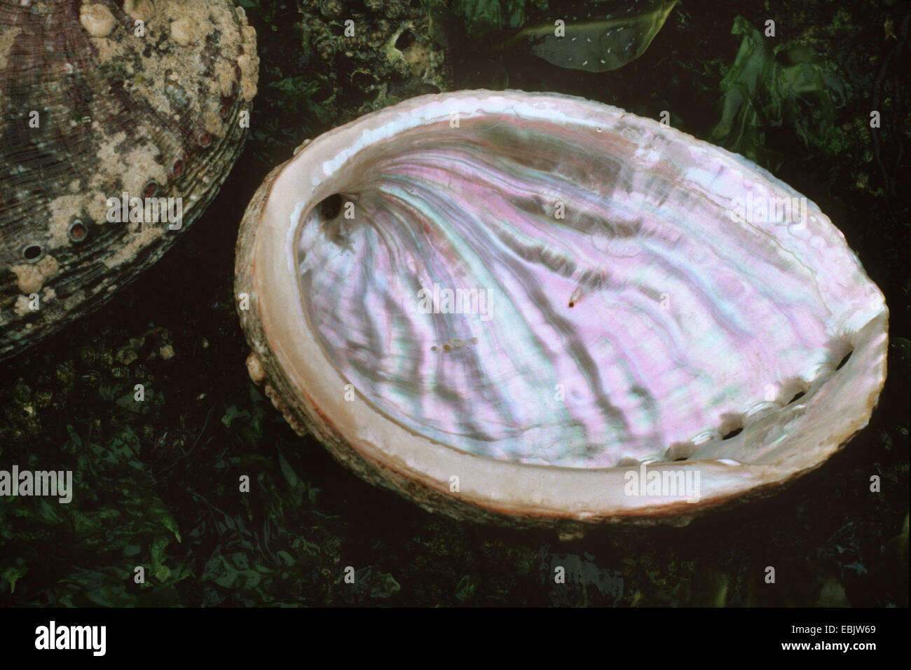common ormer, European edible abalone (Haliotis tuberculata), innne side Stock Photo