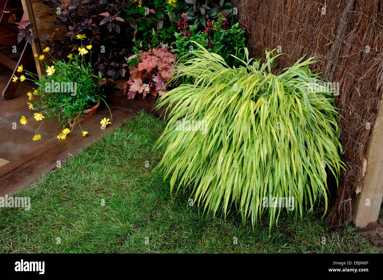 Close up of the variegated grass Hakonechloa macra 'Aureola' Stock Photo