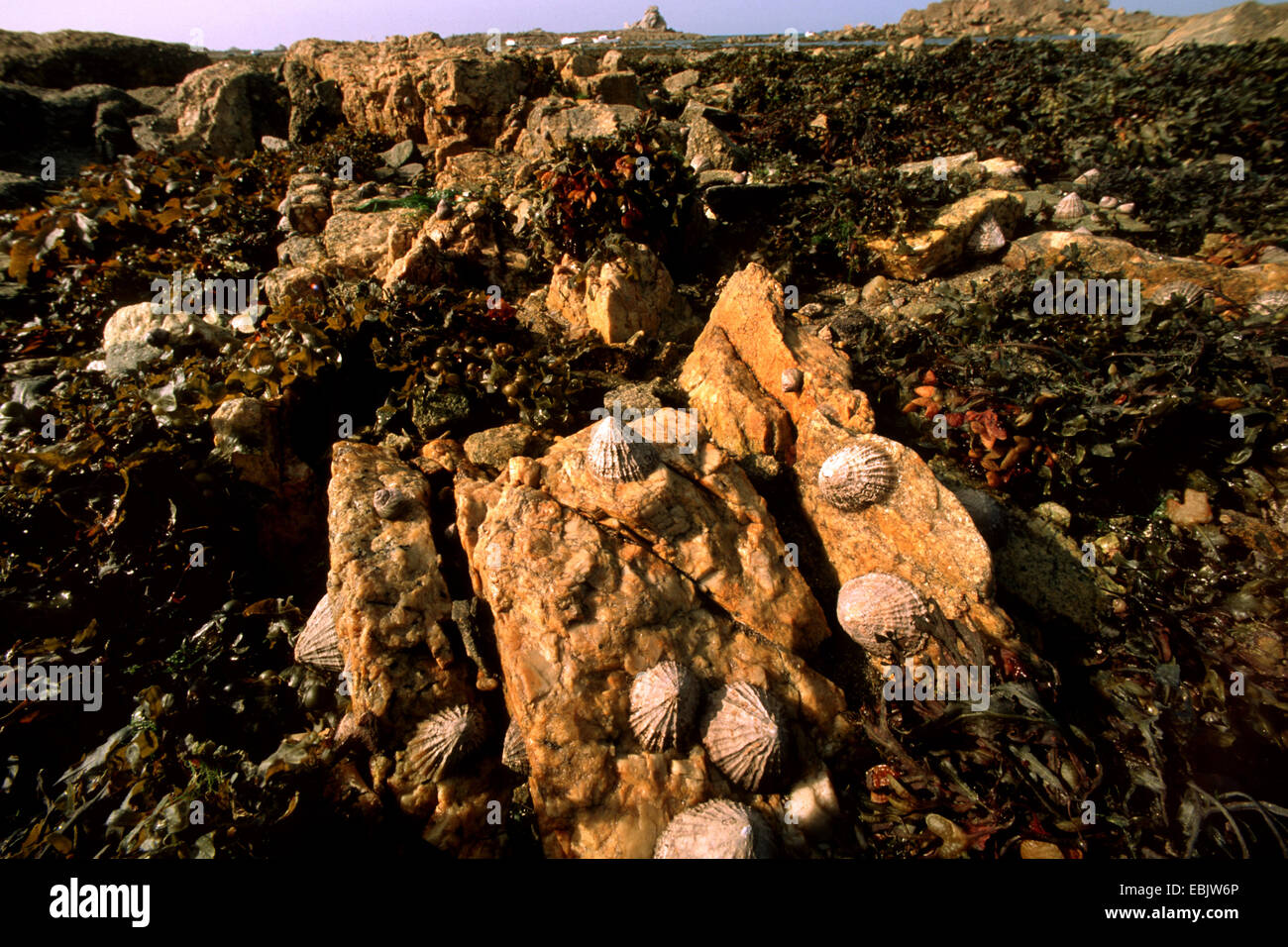 common limpet, common European limpet (Patella vulgata), on coastal rocks at low tide, Germany Stock Photo