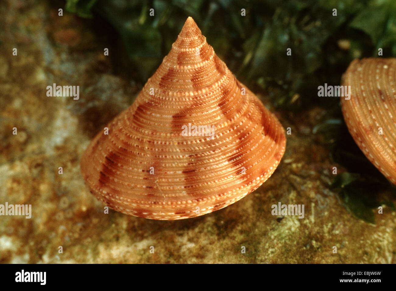 top snail (Calliostoma granulatum, Calliostoma papillosa, Trochus papillosum) Stock Photo