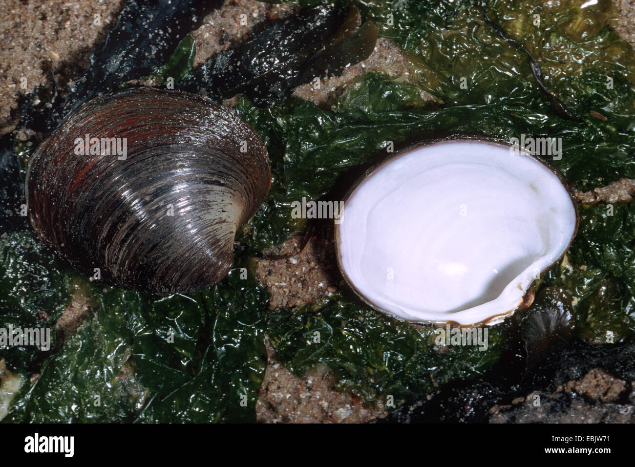 Icelandic cyprine, Iceland cyprina, ocean quahog (Arctica islandica), inner and outer side Stock Photo