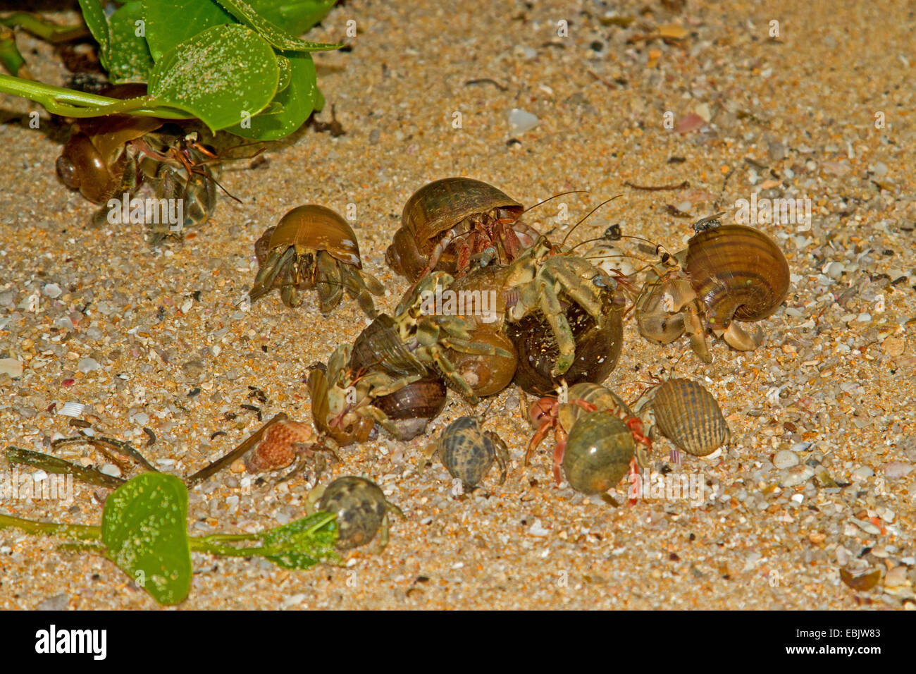 land hermit crabs (Coenobita spec.), several individual in snail shell, Thailand, Phuket Stock Photo