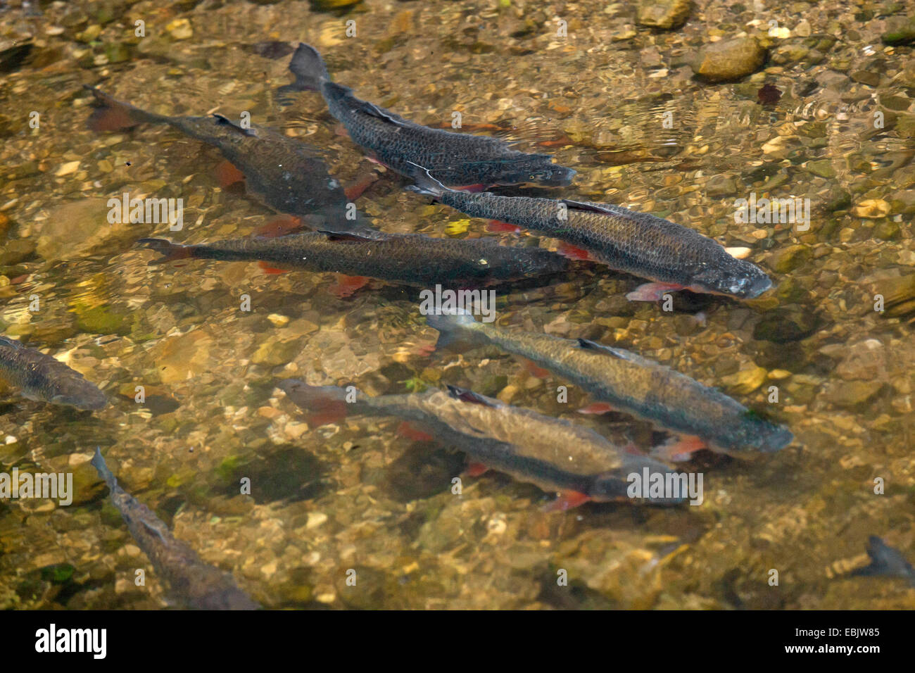 nase (Chondrostoma nasus), in spawning season, Germany, Bavaria, Nasenbach Stock Photo