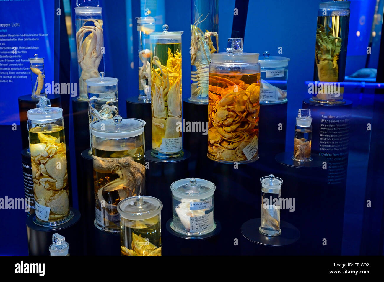 preserved sea animals in glasses in the show cases of an exhibition Stock Photo