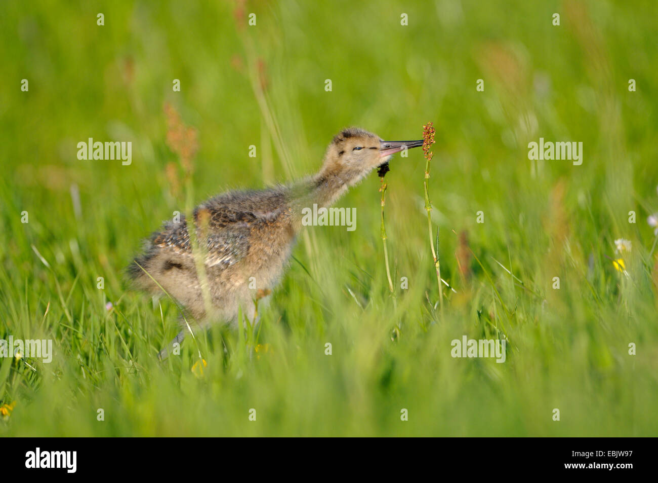 black-tailed godwit (Limosa limosa), chick on the feed in a meadow, Netherlands, Nijkerk Stock Photo