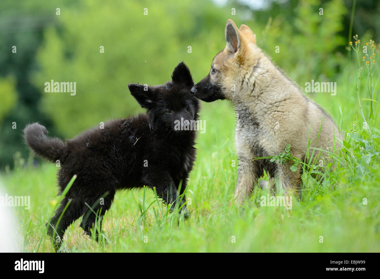 mixed breed dog (Canis lupus f. familiaris), Thuerner Wolfshound, two whelps in a meadow, Germany Stock Photo