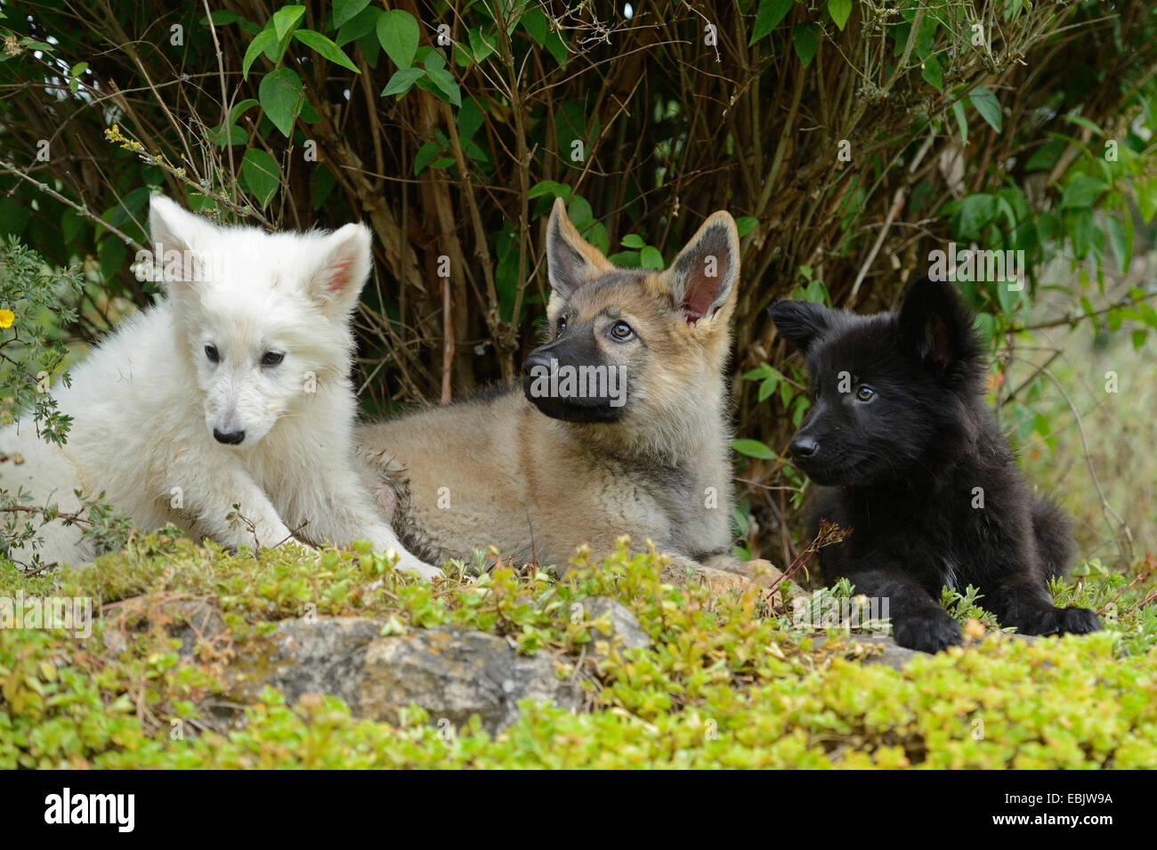mixed breed dog (Canis lupus f. familiaris), Thuerner Wolfshound, three whelps resting, Germany Stock Photo