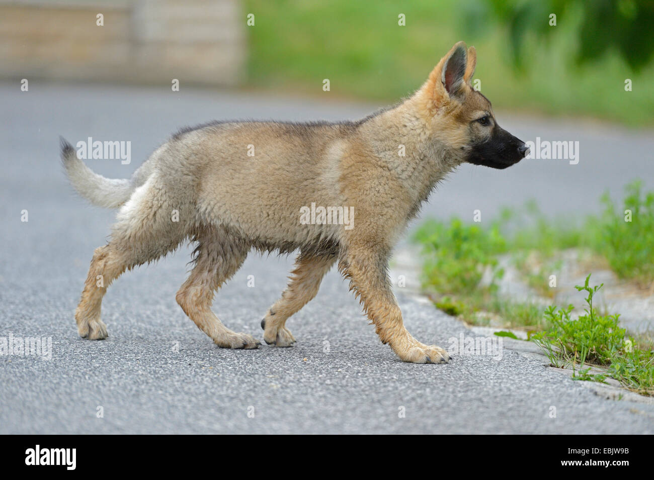 mixed breed dog (Canis lupus f. familiaris), Thuerner Wolfshound, whelp