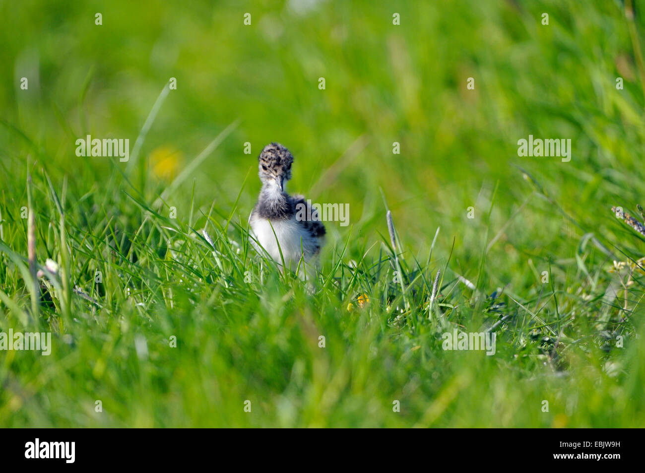 northern lapwing (Vanellus vanellus), chick on the feed in a meadow, Netherlands, Nijkerk Stock Photo