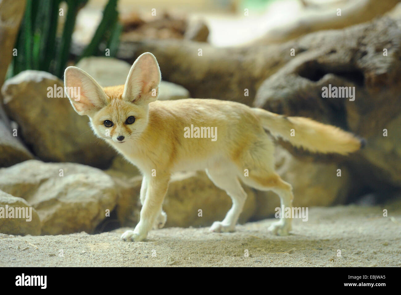 fennec fox (Fennecus zerda, Vulpes zerda), in vivarium Stock Photo