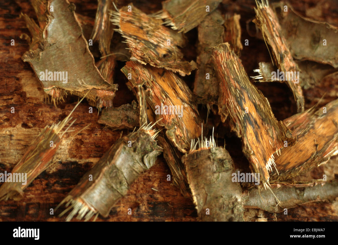 common buckthorn (Rhamnus catharticus), cut bark Stock Photo