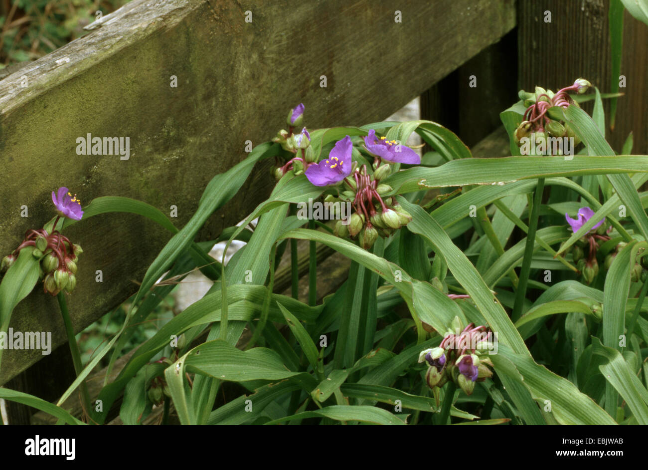 Virginia spiderwort (Tradescantia virginiana), blooming Stock Photo
