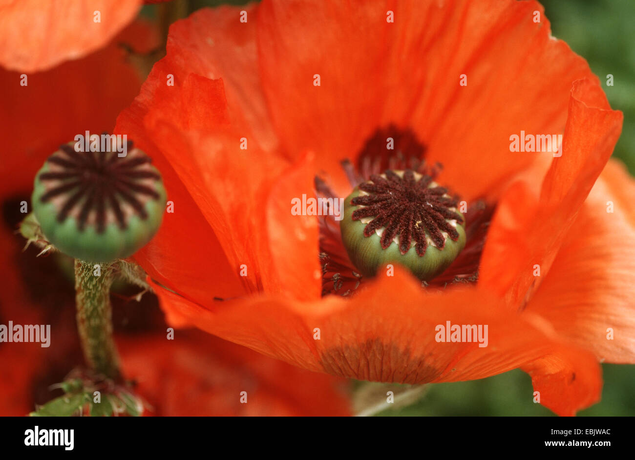 Oriental poppy (Papaver orientale), flower Stock Photo