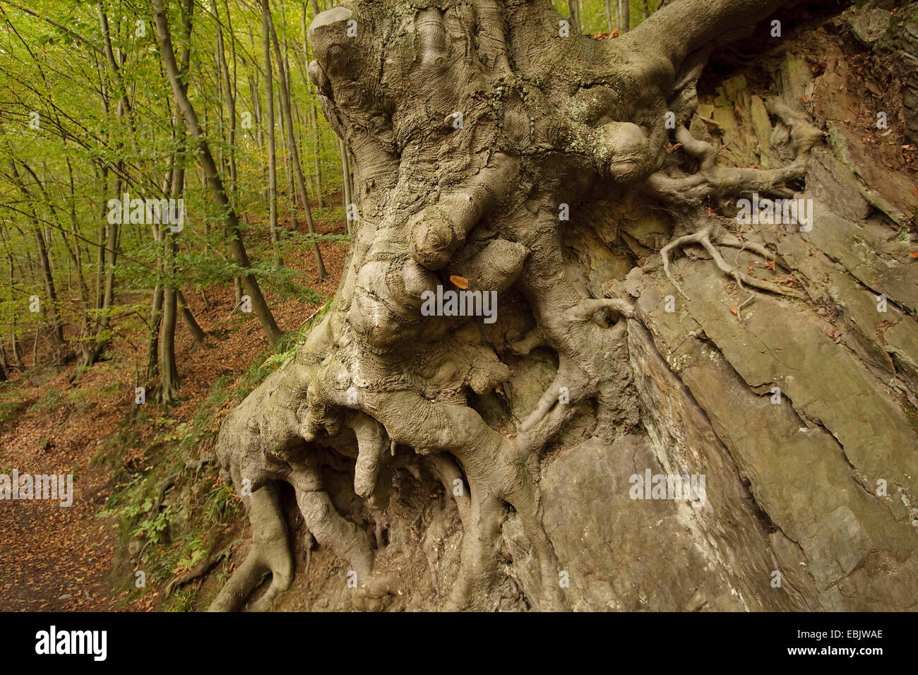 aerial root of a tree at the edge of a rock, Germany, North Rhine-Westphalia Stock Photo